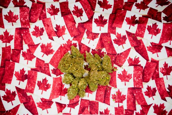 Marijuana buds on tiny Canadian maple leaf flags
