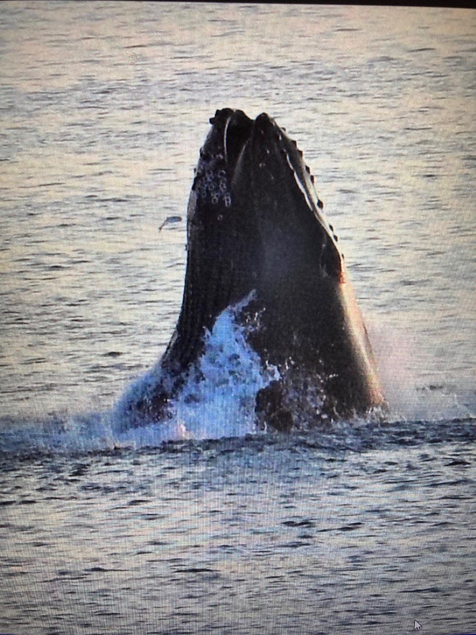 The humpback whales spotted off Manomet have been engaged in lunging, a form of feeding in which the whales corral small bait and then engulf them as a whole.