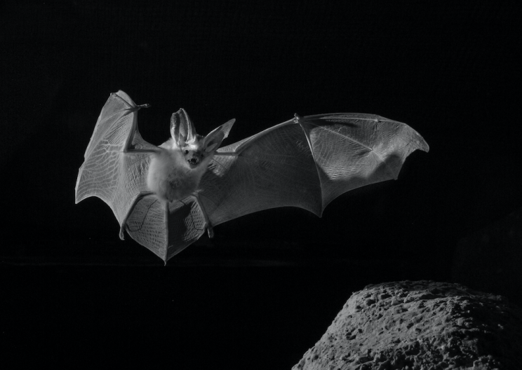 The desert long-eared bat (Credit: BBC)