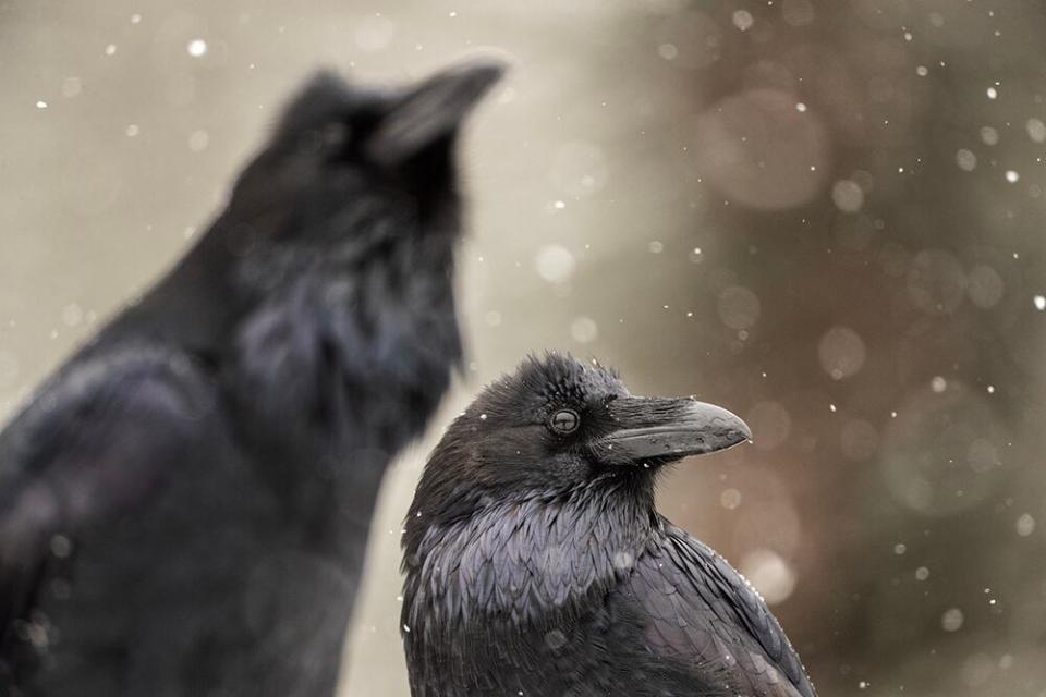 Brandon Broderick was named the Canadian Geographic Photographer of the Year for 2023. 