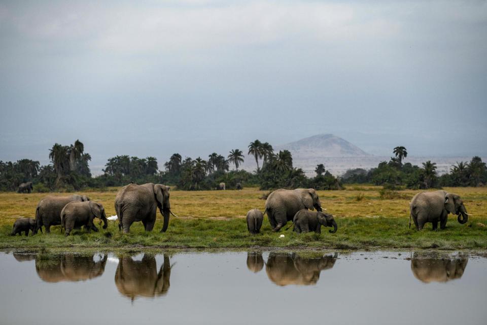 About 170 elephant calves have been born in Kenya this year (Getty Images)