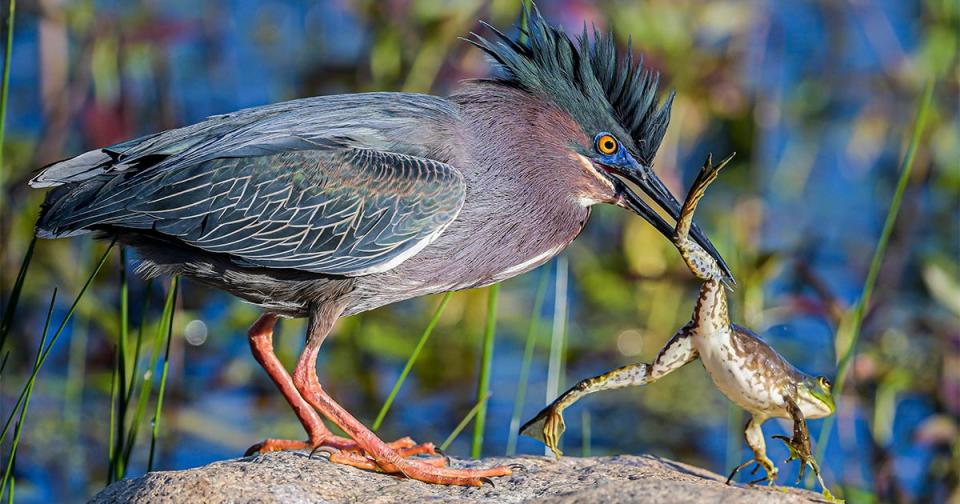 Michael Snow won the 2019 Mass Audubon photo contest with this image.