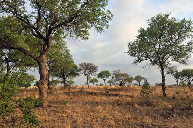 PIC FROM FRANCOIS COLLIN/ CATERS NEWS - (PICTURED: Camouflaged leopard) - At first glance it looks like an ordinary African landscape but take a closer look and theres a furry feline cleverly hidden within the picture. The brilliantly camouflaged cheetah can be seen standing to the right of the tree, its fur perfectly blending into the dry grass making it almost impossible to spot. The image was taken by tourist guide Francois Collin from Pretoria, South Africa. Francois, 49 was guiding some tourists on a game drive in Kruger National Park when he captured the image on his iPhone.He said: I was guiding some Spanish speaking clients on tour. SEE CATERS COPY.