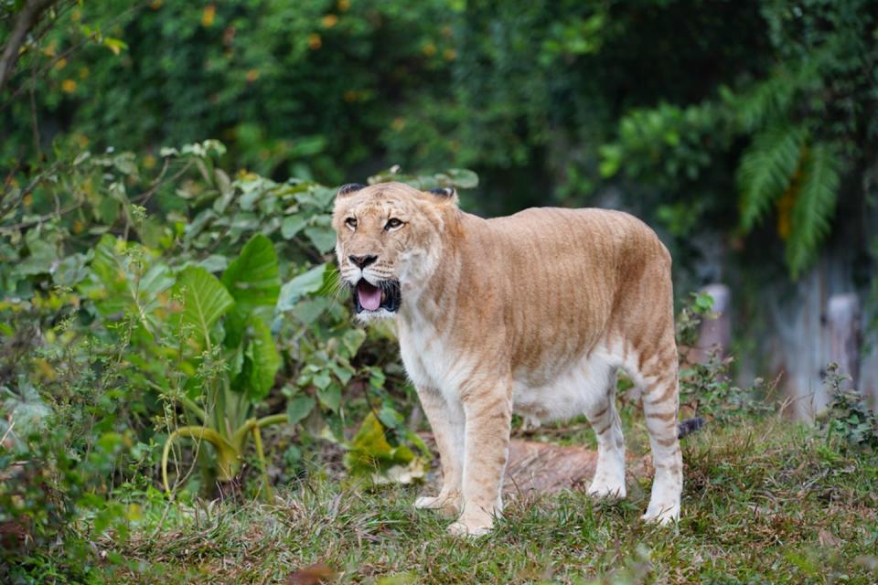 Un tigrón, híbrido de tigre y león. <a href="https://www.shutterstock.com/es/image-photo/liger-hybrid-offspring-male-lion-female-1304348431" rel="nofollow noopener" target="_blank" data-ylk="slk:videohouse / Shutterstock;elm:context_link;itc:0;sec:content-canvas" class="link ">videohouse / Shutterstock</a>