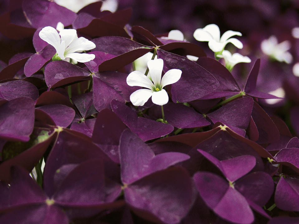 This image provided by Proven Winners shows the flowers and foliage of a Charmed Wine shamrock plant. (Proven Winners via AP)