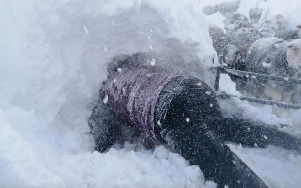 After walking around their acreage Nev, 48, and Kate, 49, became increasingly worried for their missing flock. 'The access into our fields was just thick with drifts,' she said. "'We were up to our waists, it was that deep we were just sinking. Panic set in.' - Triangle