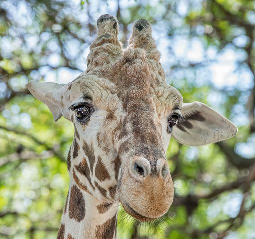 Milwaukee County Zoo/Facebook Baha of the Milwaukee County Zoo