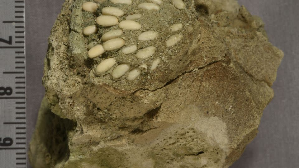 Christopher Schierup, collections manager for the National Parks Service, first saw the fossil in 2012 at the John Day Fossil Beds National Monument in Mitchell, Oregon.  - N. Famoso/National Park Service