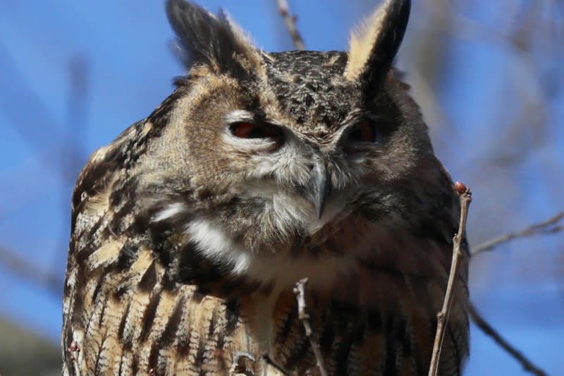 Flaco, the Eurasian eagle owl who escaped from its vandalized enclosure at the Central Park Zoo sits on a tree branch in the north west area of Central Park on February 20, 2023, in New York City. He died Friday after colliding with a building. File Photo by John Angelillo/UPI