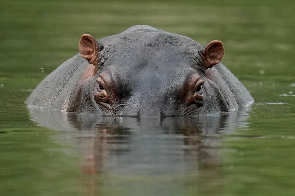 A hippo floats in the lagoon at Hacienda Napoles Park, once the private estate of drug kingpin Pablo Escobar who decades ago imported three female hippos and one male in Puerto Triunfo, Colombia, Wednesday, Feb. 16, 2022. Nearly all the world’s countries on Monday kicked off a U.N.-backed meeting aimed to prevent the loss of biodiversity on Planet Earth, seen as critical to avoid the extinction of many vulnerable species, the emergence of pathogens like the coronavirus, and the damage to both lives and livelihoods of people around the world – and indigenous peoples in particular. (AP Photo/Fernando Vergara, file)