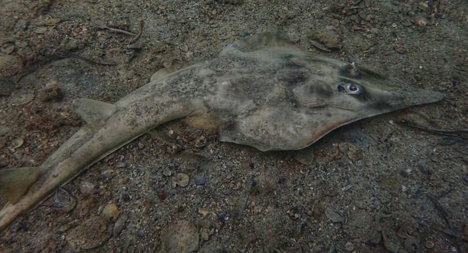 A shovelnose ray on the ocean floor.