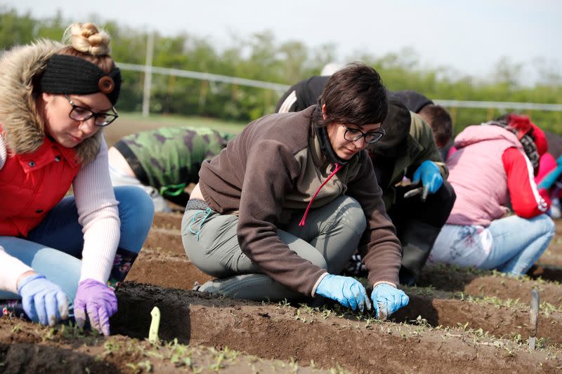 Lazar, 29-year-old, works on a vegetable farm during the global coronavirus disease (COVID-19) outbreak, near Nagyszentjanos