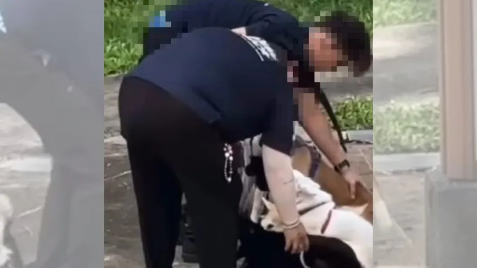 Two employees from the dog training company Xavian and Pack suspended on 15 January. amid allegations of mistreating two dogs, as captured in released videos.