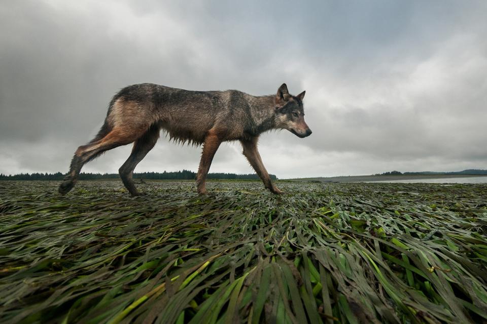 Wildlife Photographer of the Year People’s Choice Award Shortlist - Coastline wolf by Bertie Gregory, UK