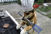 <p>Toby in a chef’s hat at the BBQ. (Photo: Pat Langer/Caters News) </p>