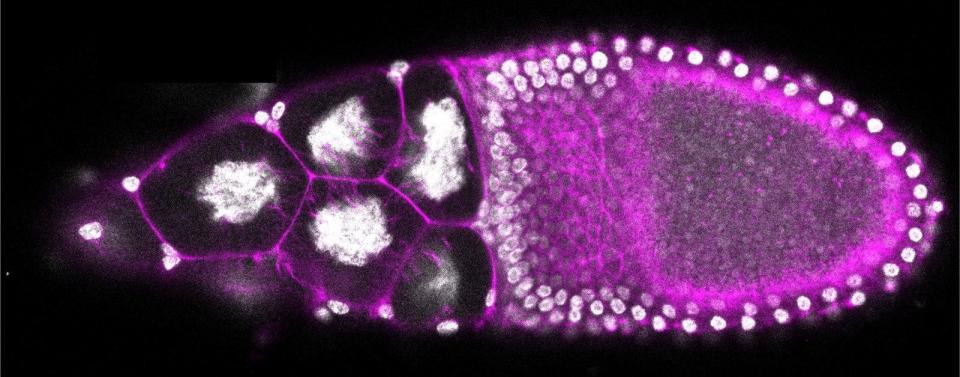 A fruit fly egg chamber taken on a modern confocal microscope. Image was taken during the Embryology Concepts Techniques in Modern Developmental Biology course at the Marine Biological Laboratory in Woods Hole, MA.