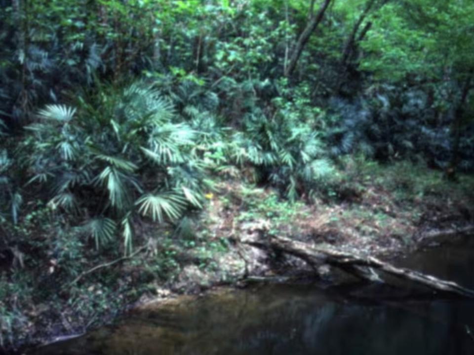 An image of Torreya State Park in Florida (Florida State Archives)