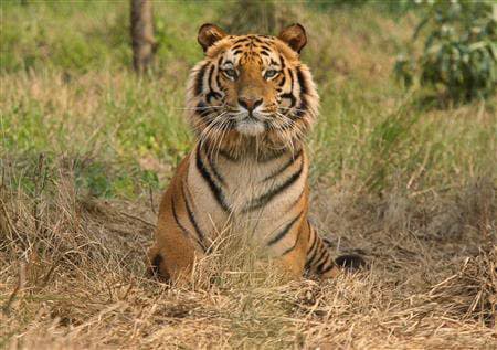 Un tigre du Bengale dans le sanctuaire de faune sauvage de Jaldapara, en Inde. (Photo d'illustration) - -
