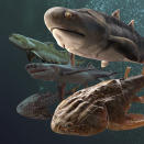 This illustration provided by Heming Zhang in September 2022 depicts some of the fossil fish, more than 400 million years old, which were found by researchers in southern China, announced in a series of studies published in the journal Nature on Wednesday, Sept. 28, 2022. The fossils date back to the Silurian period when scientists believe our backboned ancestors, who were still swimming around on a watery planet, may have started evolving teeth and jaws around this time. (Heming Zhang via AP)