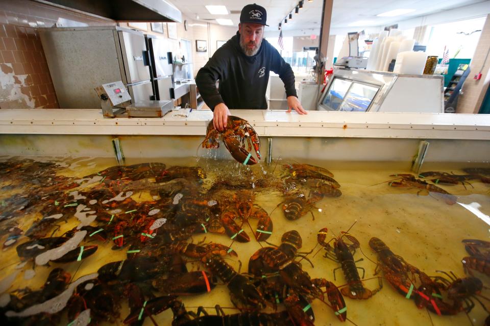 Neil Johnson pulls a live lobster from the tank at Cape Quality Seafood on Dartmouth Street in Dartmouth.