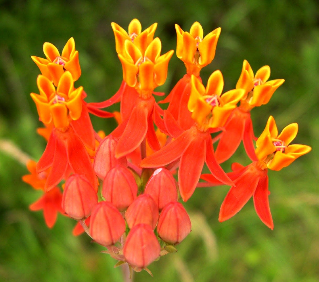 Savanna milkweed is a regular inhabitant of coastal savannas, or savanna remnants, and occurs from New Jersey south through Florida.