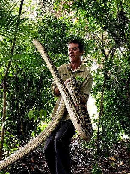 The scrub python was said to be desperately trying to find an entrance to the duck enclosure. Source: Cairns Snake Catcher