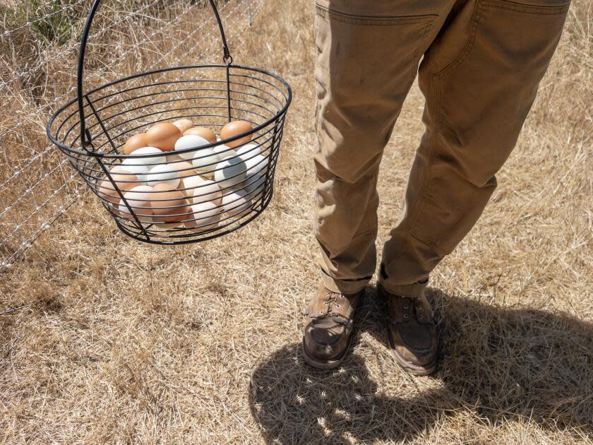 Hens at Âmevive provide fresh eggs.