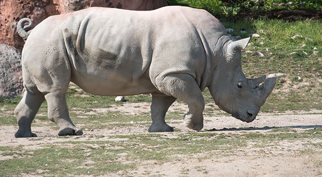 The woman was gored by a rhino. Source: Getty Images / Stock image