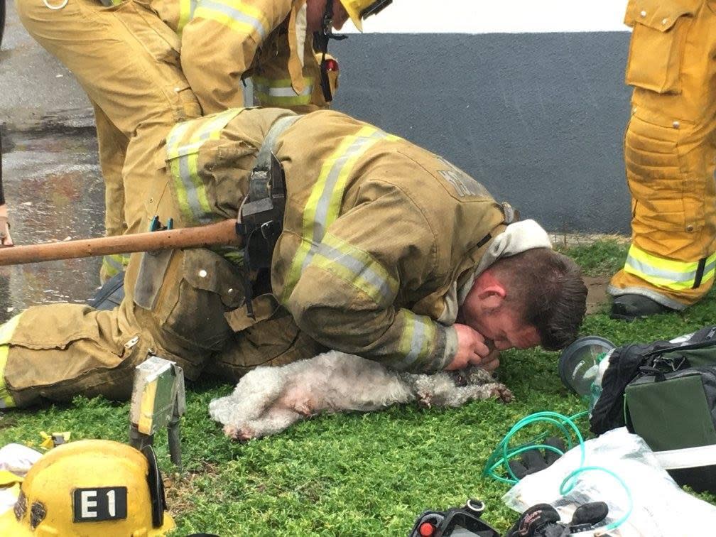 Kiss of Life: Firefighter in California revives dog after pulling it from burning building: Santa Monica Fire Department