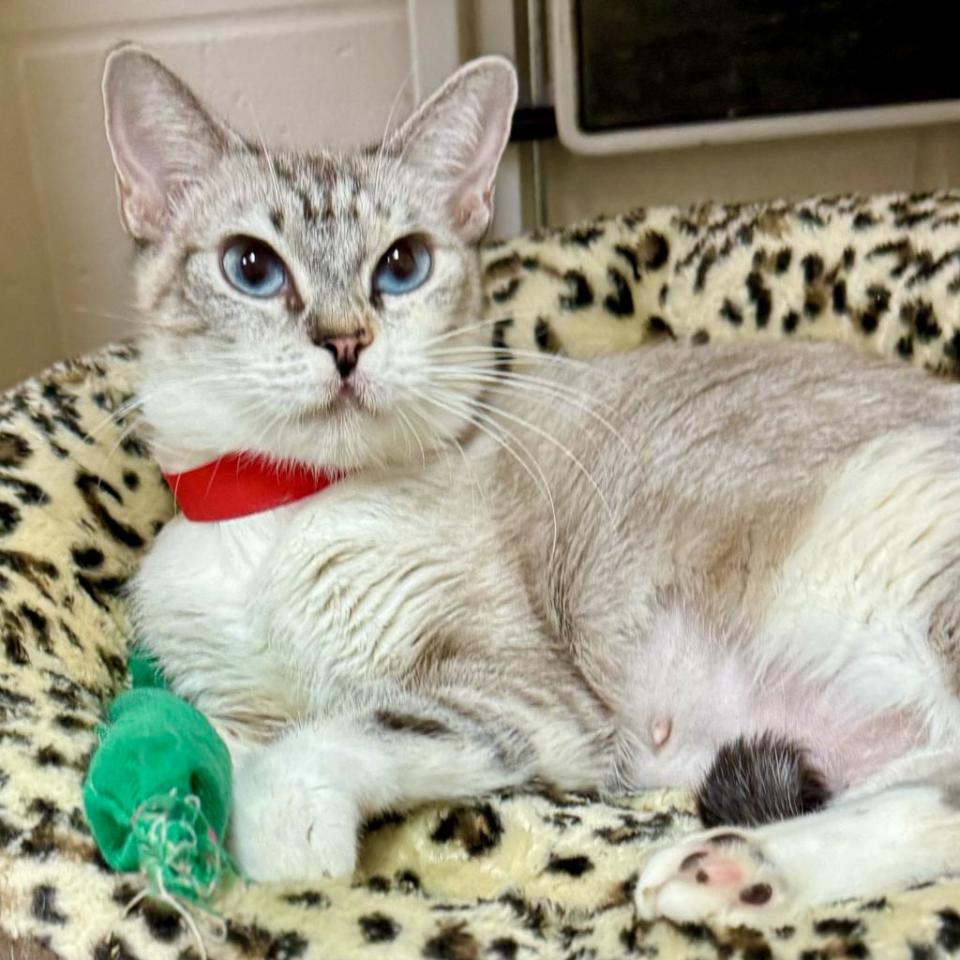 Jolie is a beautiful little lynx with a white, grey coat and gorgeous blue eyes. She loves to give affection, to play with wand toys, and loves to lie on your lap. She is comfortable with other cats and loves her chicken. She still has a little growing to do.