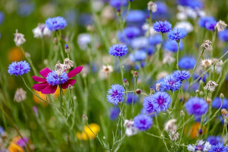 close up view of a vibrant field of predominantly blue flowers amongst the colors, a single red flower stands out the green background adds a natural contrast the image is captured with a differential focus, allowing some flowers to be in focus while others create a dreamy blur the overall scene showcases the beauty of a wildflower field in full bloom in summer