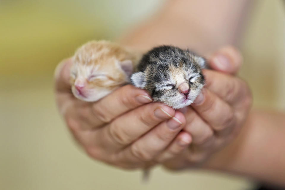 Tiny kittens