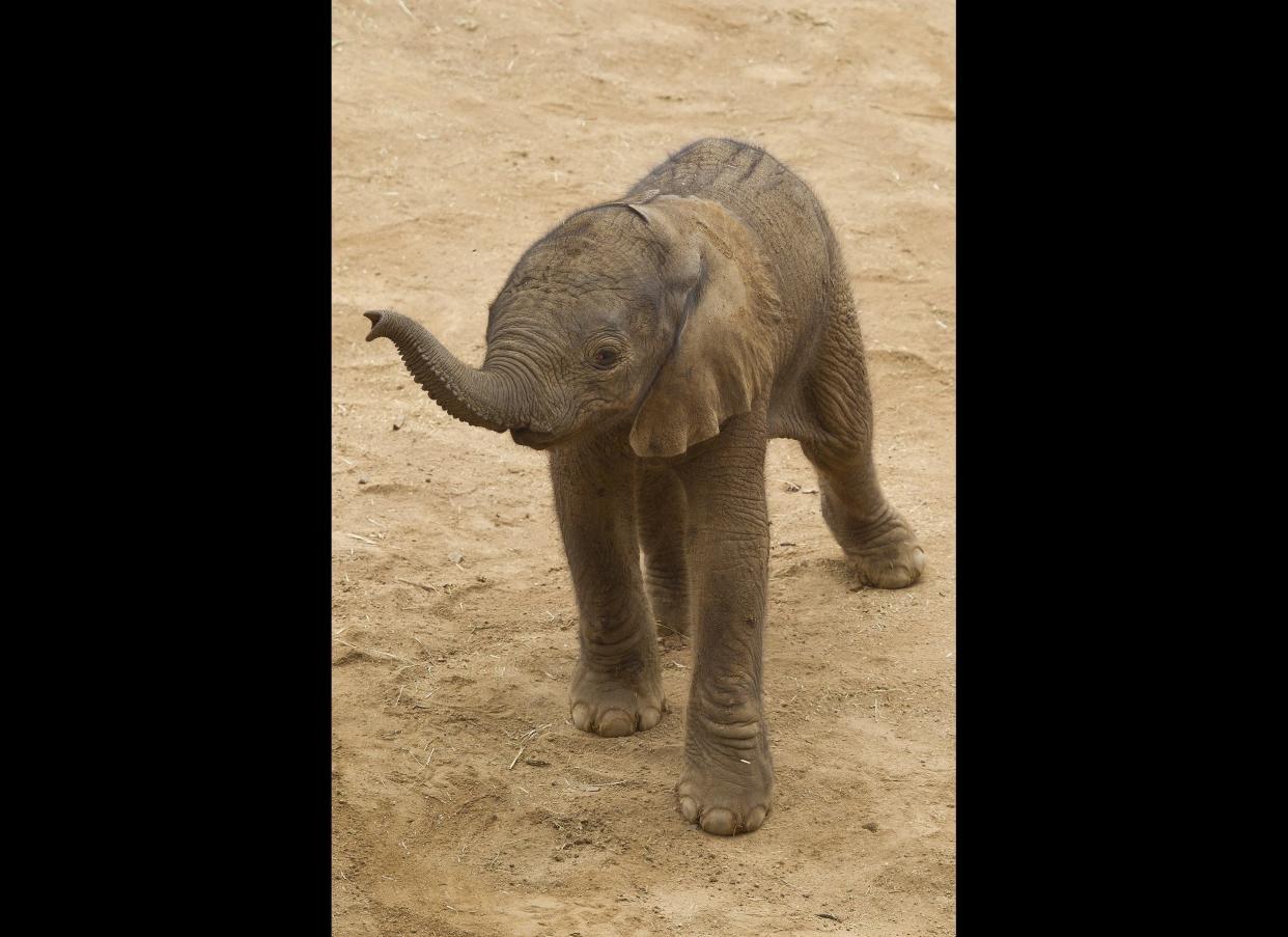 A newborn African elephant lifted his trunk in search of his mother at the San Diego Zoo Safari Park. In this rare moment, the calf stood alone after he had wandered off a few steps, but shortly thereafter, his mother, 5-year-old sister Khosi (koh-see), and 2-year-old brother Ingadze (in-Gahd-zee) rushed over to tend to the unnamed calf. The Safari Park is now home to 18 elephants (eight adults and 10 youngsters). 