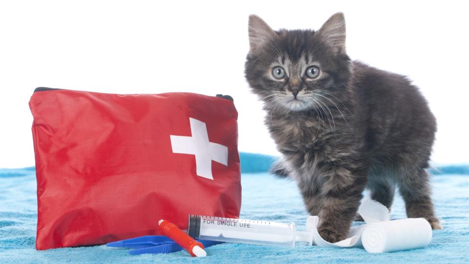 a kitten stands next to a first aid kit