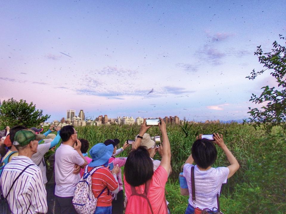 群燕上空急速盤旋秀一段最美的即興演出，構成五股濕地夏季最壯觀的景象。   圖：新北市水利局提供