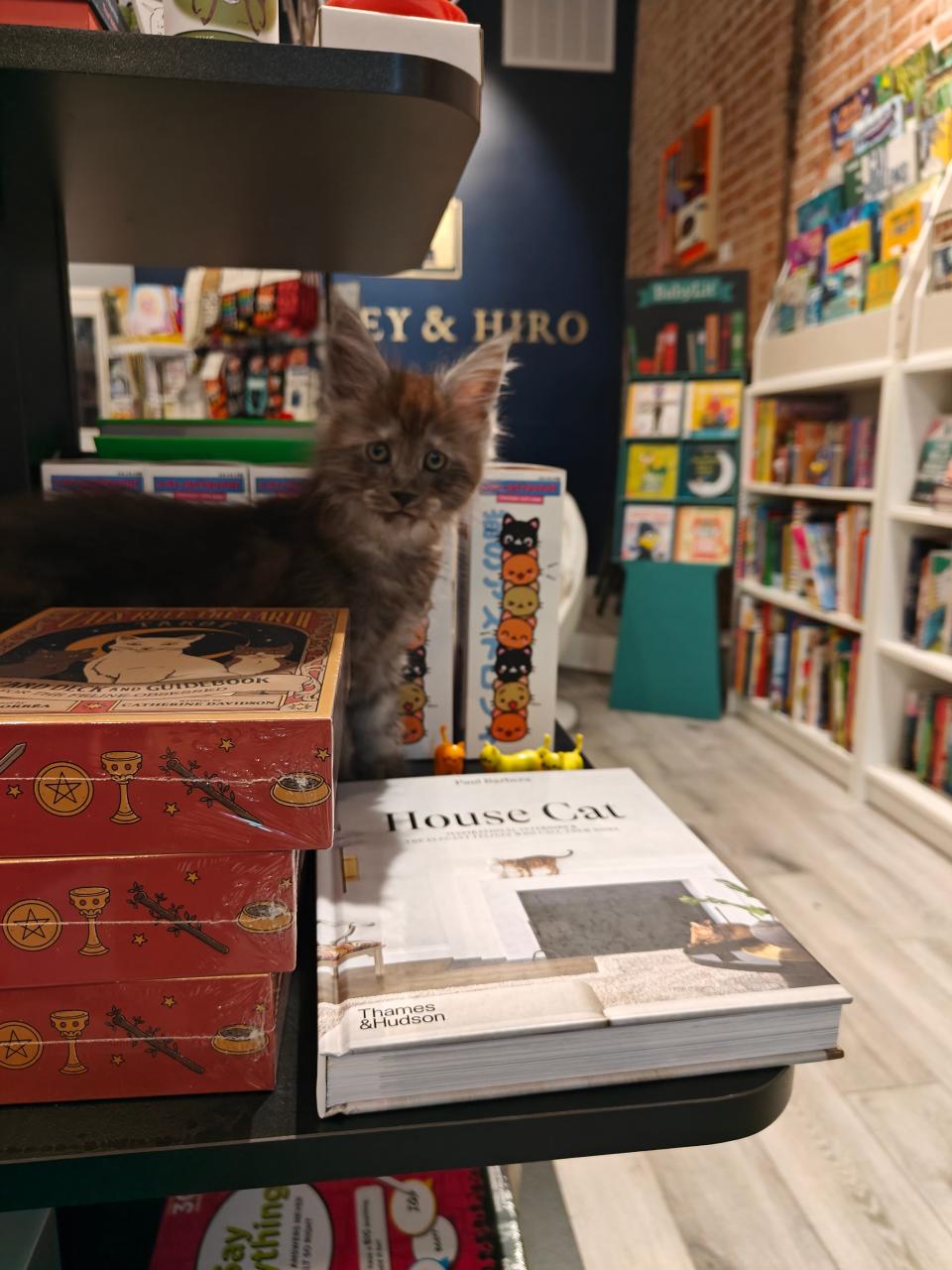 Huxley & Hiro, an independent bookstore in downtown Wilmington, Delaware, is named after a Maine Coon called Huxley and a Shiba Inu called Hiro, who make regular appearances to welcome customers.