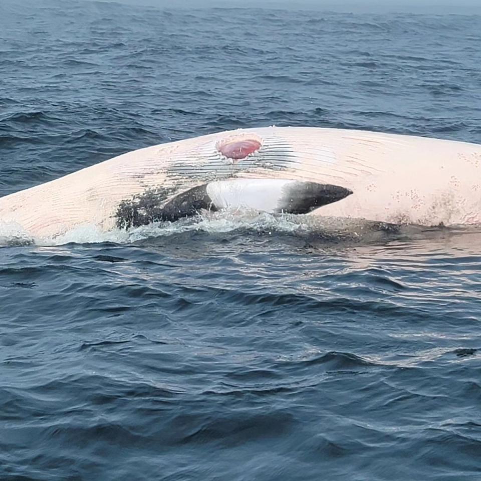 A deceased minke whale with a white shark bite in Chatham on 21 May (Capt Damon Burden/Pythias Sportsfishing/New England Aquarium)