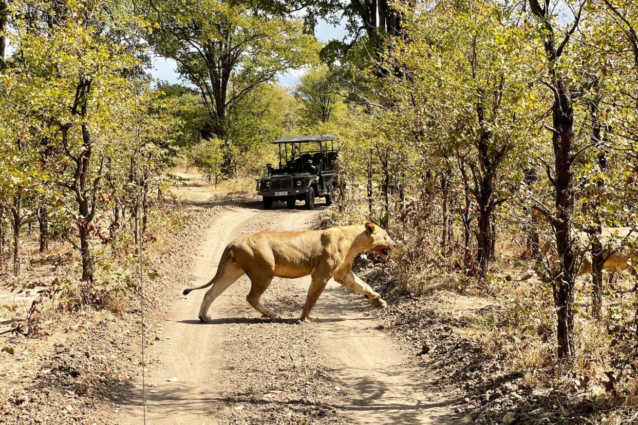 large safari cat walking across path in front of safari van