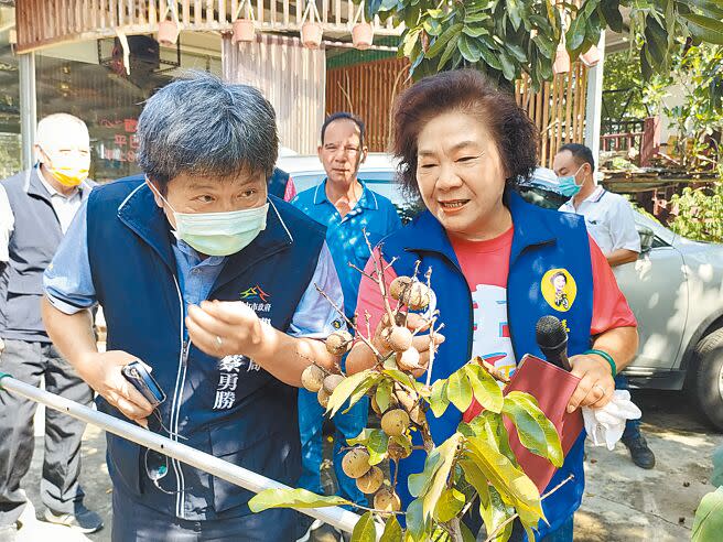 台中市霧峰區多處龍眼果樹遭疣胸琉璃蟻侵擾，造成採收困難，台中市議員林碧秀（右）與農業局副局長蔡勇勝（左）1日到霧峰山區了解情況。（潘虹恩攝）