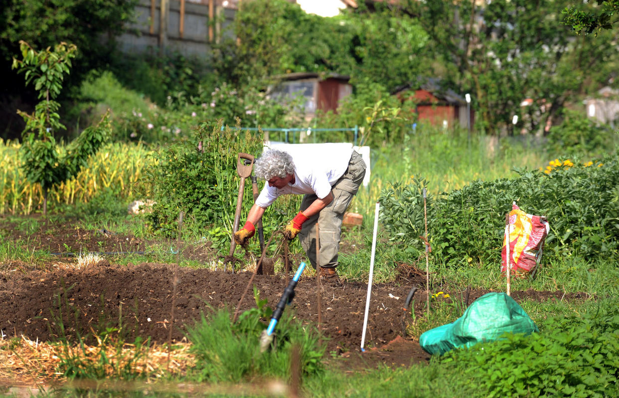 An elderly gentleman attends his allotment, in South Woodford in Essex.   (Photo by John Stillwell - PA Images/PA Images via Getty Images)