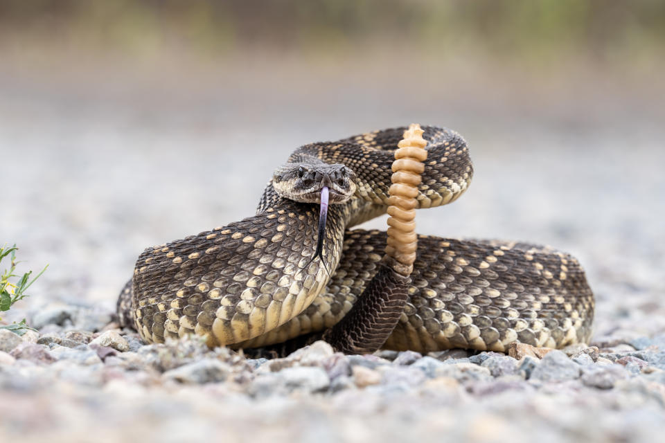 Close-up of a coiled snake