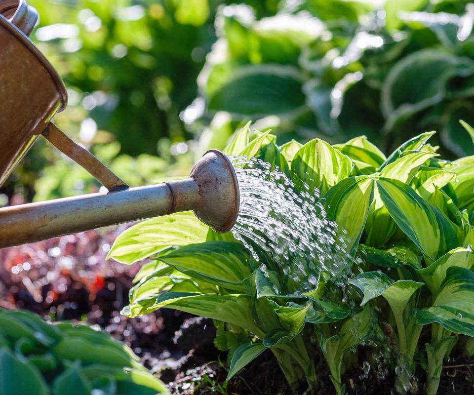 watering hosta plants