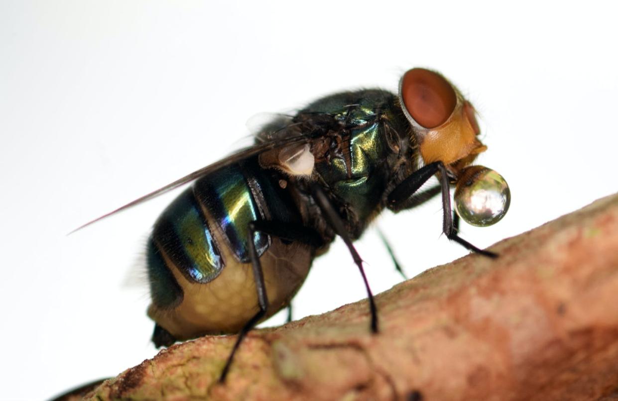A fly regurgitating digestive juices. Carlos Ruiz, <a href="http://creativecommons.org/licenses/by-nd/4.0/" rel="nofollow noopener" target="_blank" data-ylk="slk:CC BY-ND;elm:context_link;itc:0;sec:content-canvas" class="link ">CC BY-ND</a>