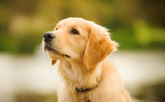 Golden Retriever Puppy Meeting Her New Lab Sibling Is Giving People the  Feels