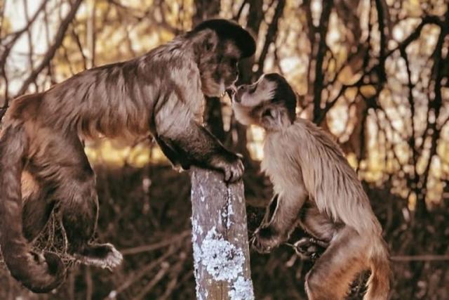 Cierre Del Vivero Del Mono Arriba. Monos Exóticos En El Zoológico