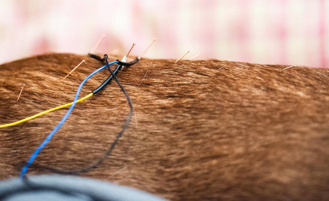 Here’s a close-up look of how Dr. Meredith Binder performs electroacupuncture on a dog named Mocha.