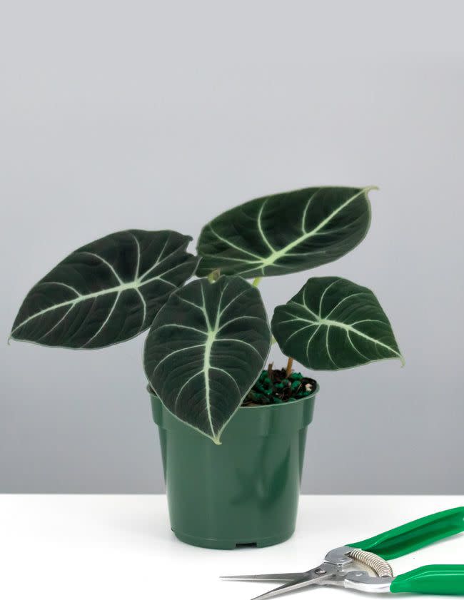 Alocasia Black Velvet Houseplant