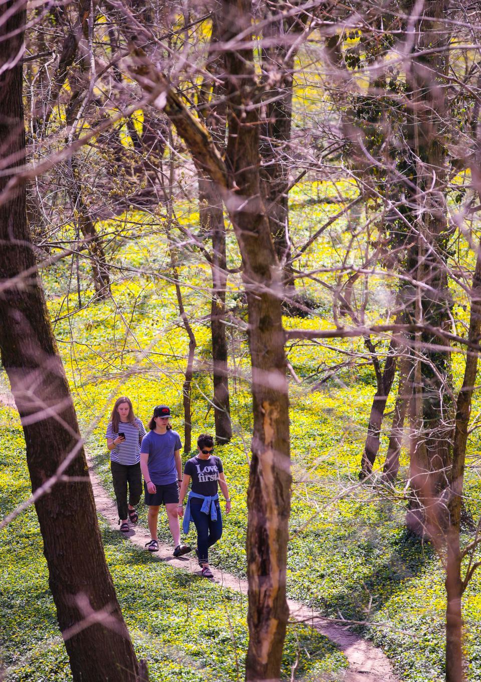 Flowers filled the woods in Cherokee Park on Thursday morning as temperatures rose to near 75 degrees. April 4, 2019