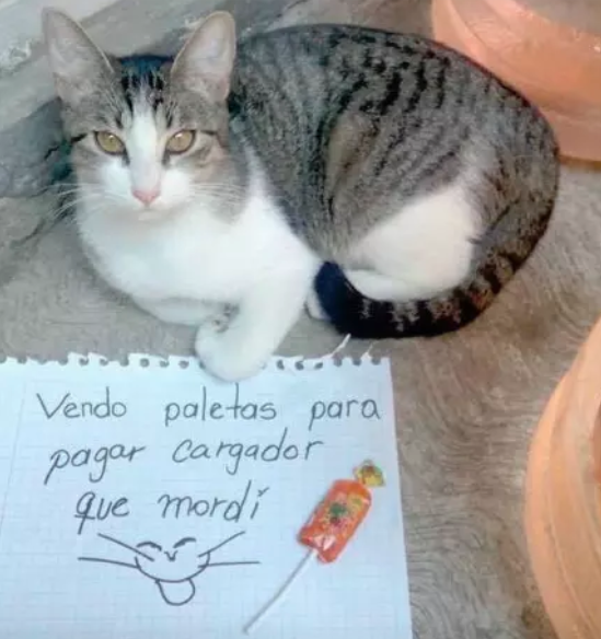 …o este felino