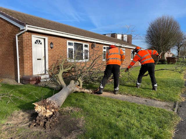 A felled tree outside a house